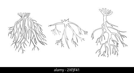 Vector isolated illustration of types of tree root systems. Stock Vector
