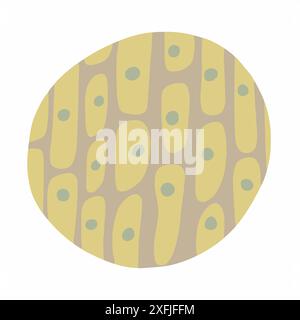 Plant cell anatomy structure illustration Stock Vector Image & Art - Alamy