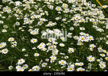 White daisies are growing in a field in sunny day. The flowers are blooming in summer time. Stock Photo