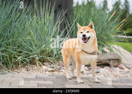 Red-haired Akita Inu stands on the path in the garden. Japanese Akita Inu Japan’s original courageous bear hunting breed. Stock Photo