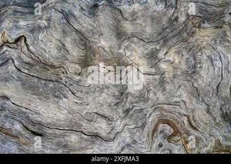 Old oak wood texture with natural patterns. Abstract background and texture for design. Stock Photo