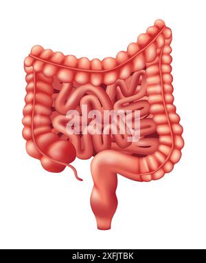 Human Intestines Organ - Human Organs Collection, realistic vector illustration, on white background Stock Vector