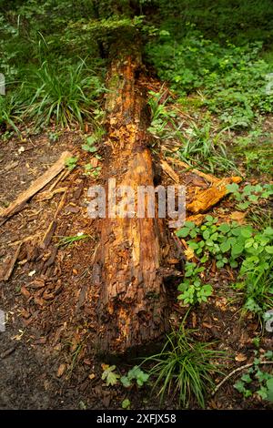 Rotting, decaying fallen down tree trunk in a forest in Europe, no people. Stock Photo