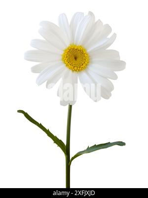 Beautiful white Daisy (Marguerite) with stem and leaves isolated on white background, including clipping path. Stock Photo