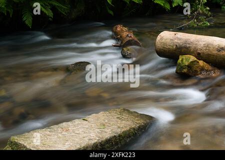 Flowing stream with smooth water and natural stones surrounded by greenery in a forest setting during daylight hours Stock Photo