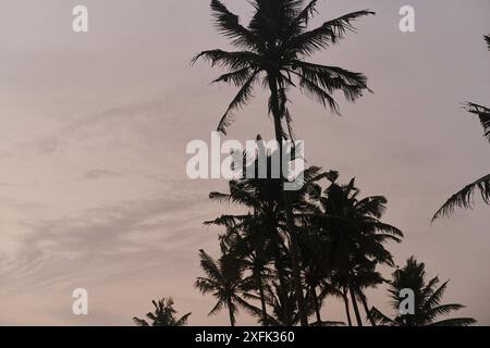 View of palm trees and sky after sunset Stock Photo