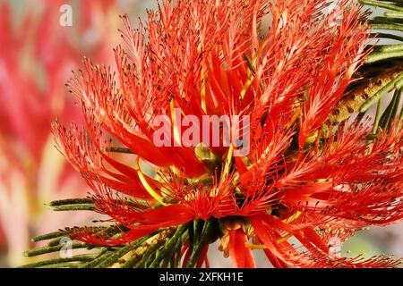 Close-up of One-sided Bottlebrush (Calothamnus quadrifidus) showing flowers arranged in the inflorescence Stock Photo