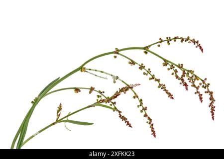 Sheep's sorrel (Rumex acetosella), Lorsch, Hessen, Germany. June. Meetyourneighbours.net project Stock Photo