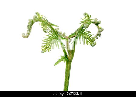 Bracken (Pteridium aquilinum) fronds unfurling, Buchelberg, Germany. Meetyourneighbours.net project. Stock Photo