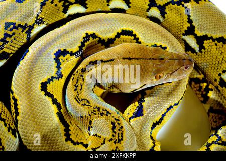 Dwarf reticulated python (Malayopython reticulatus saputrai) on white background, Selayar Island, Indonesia. Captive Stock Photo