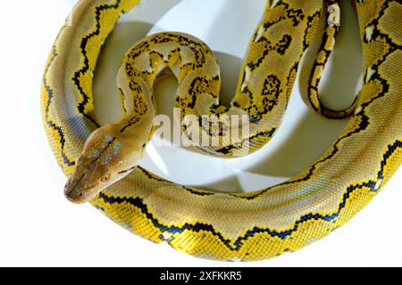 Dwarf reticulated python (Malayopython reticulatus saputrai) on white background, Selayar Island, Indonesia. Captive Stock Photo