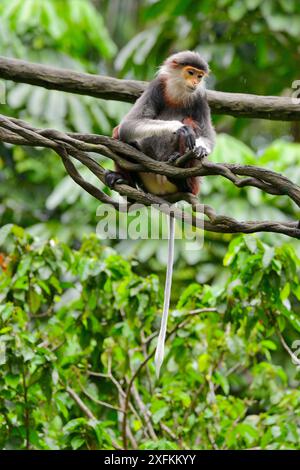 Red-shanked Douc langur (Pygathrix nemaeus). Captive, occurs in Cambodia, Lao People's Democratic Republic and Vietnam. Endangered species. Stock Photo