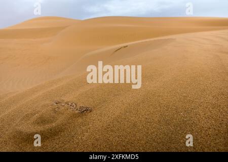 Sahara Sand Viper (Cerastes vipera) buried under sand, waiting to ambush prey, Western Sahara. Stock Photo