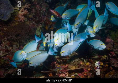 Elongate surgeonfish (Acanthurus mata) at a cleaning station with Diana wrasses (Bodianus diana).  Indonesia. Stock Photo