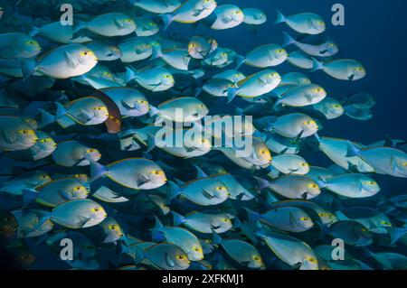 Shoal of Elongate surgeonfish (Acanthurus mata) school.  Indonesia. Stock Photo