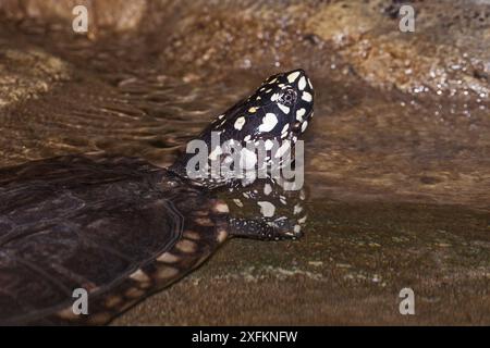 Black-spotted turtle (Geoclemys hamiltonii) found in Indus and Ganges rivers in Bangladesh, India, Nepal and Pakistan, captive Stock Photo