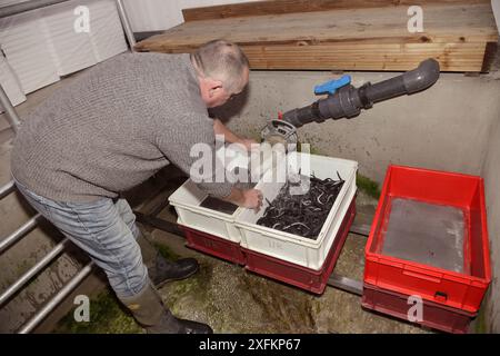 European eel (Anguilla anguilla) elvers being collected in a sieve for packaging and transport to Wales for a reintroduction project as a holding tank is drained down at UK Glass Eels, Gloucester, UK, October 2016 Stock Photo