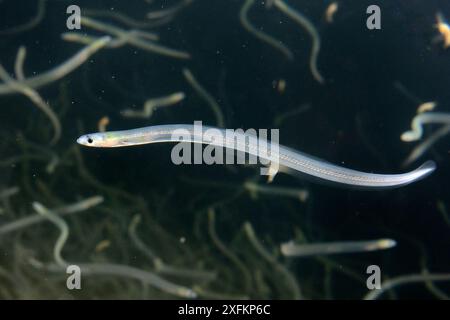 Young European eel (Anguilla anguilla) elvers, or glass eels, caught during their annual migration up rivers from the Bristol channel, swimming in a large holding tank at UK Glass Eels, which supplies elvers for reintroduction projects across Europe, Gloucester, UK, March Stock Photo