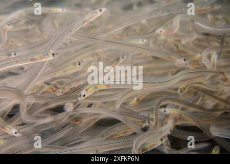 Young European eel (Anguilla anguilla) elvers, or glass eels, caught during their annual migration up rivers from the Bristol channel, swimming in a large holding tank at UK Glass Eels, which supplies elvers for reintroduction projects across Europe, Gloucester, UK, March Stock Photo