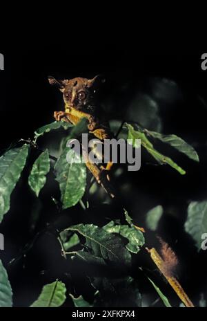 Rondo dwarf galago (Galagoides rondoensis) from Rondo in south-east Tanzania Stock Photo