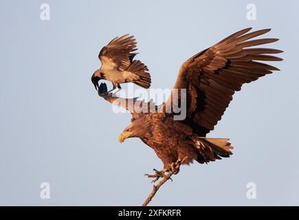 Hooded Crow (Corvus corone cornix) attacking a White-tailed Sea Eagle (Haliaetus albicilla), Hungary, January. Stock Photo