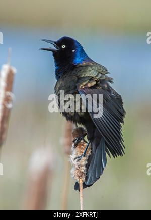 Common grackle (Quiscalus quiscula) male in breeding plumage calling, Acadia National Park, Maine, USA May Stock Photo