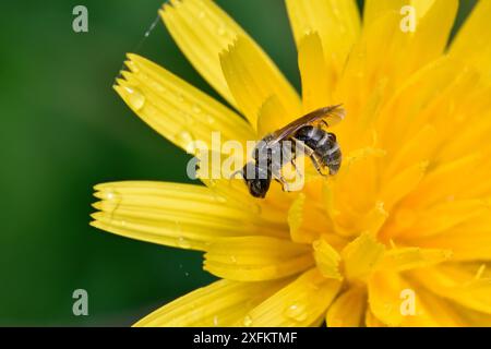 Bronze furrow bee (Halictus tumulorum) resting in flower after a shower of rain, Oxfordshire, England, UK, June Stock Photo