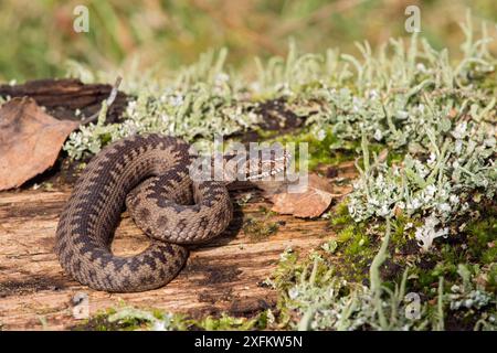 Adder (Vipera berus) young Adder basking on log with Birch leaves to show scale, West Sussex, England, UK, April Stock Photo