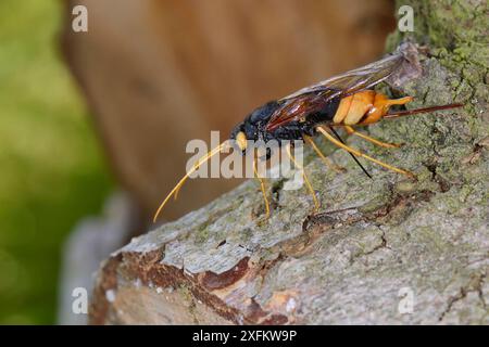 Giant wood wasp (Urocerus gigas) ovipositing / laying eggs in Cedar log, Wiltshire garden, UK, May. Stock Photo