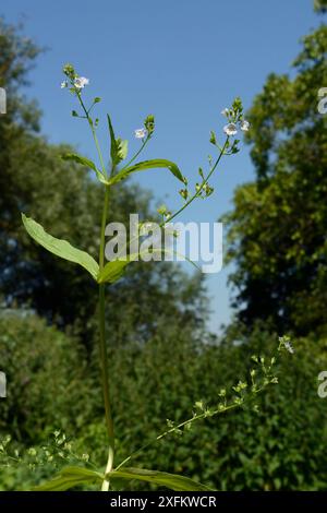 Blue water speedwell (Veronica anagallis-aquatica) flowering on a riverbank, Wiltshire, UK, July. Stock Photo