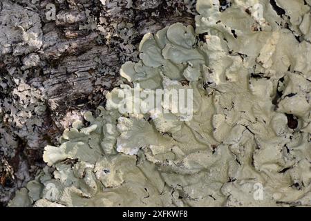 Common greenshield lichen (Flavoparmelia caperata) patch growing on a Birch tree trunk in ancient Atlantic woodland, Knapdale Forest, Argyll, Scotland, UK, May. Stock Photo