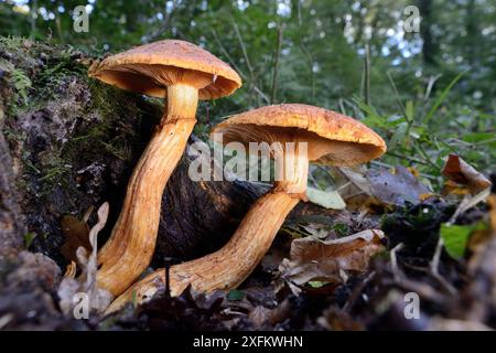 Spectacular rustgill fungi (Gymnopilus junonius) emerging from a rotting treestump in deciduous woodland, LWT Lower Woods reserve, Gloucestershire, UK, October. Stock Photo