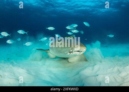 Nurse shark (Ginglymostoma cirratum) using pectoral fins to walk along the seabed, with Bar jacks (Caranx rubus) nearby, South Bimini, Bahamas. The Bahamas National Shark Sanctuary, West Atlantic Ocean. Stock Photo