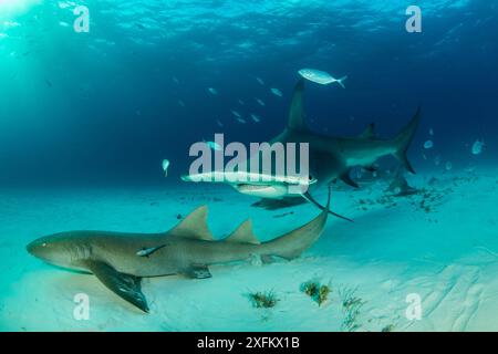 Great hammerhead shark (Sphyrna mokarran) swimming over sandy seabed with resting Nurse sharks (Ginglymostoma cirratum), Bar jacks (Caranx ruber) and Remora fish, South Bimini, Bahamas. The Bahamas National Shark Sanctuary, West Atlantic Ocean. Stock Photo