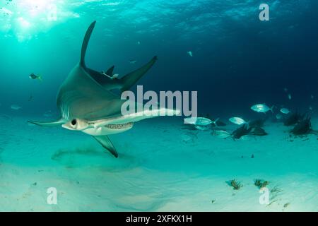 Great hammerhead shark (Sphyrna mokarran) swimming over sandy seabed near resting Nurse sharks (Ginglymostoma cirratum), Bar jacks (Caranx ruber) and Remora fish, South Bimini, Bahamas. The Bahamas National Shark Sanctuary, West Atlantic Ocean. Stock Photo