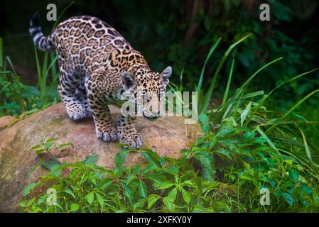 Jaguar (Panthera onca) four month old cub at play, native to Southern and Central America, captive Stock Photo