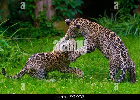 Jaguar (Panthera onca) male and female four month old cubs playing, native to Southern and Central America, captive Stock Photo