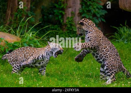 Jaguar (Panthera onca) male and female four month old cubs playing, native to Southern and Central America, captive Stock Photo