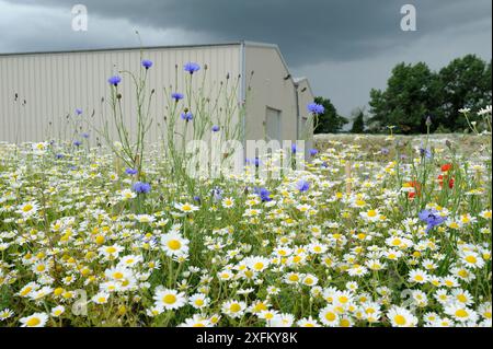 Bank of wild flowers including Scentless mayweed (Matricaria perforater) planted on spoilheap by new farm buildings Norfolk, UK, June Stock Photo