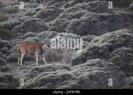 Common eland (Taurotragus oryx) Table Mountain NP, Cape Peninsula, South Africa Stock Photo