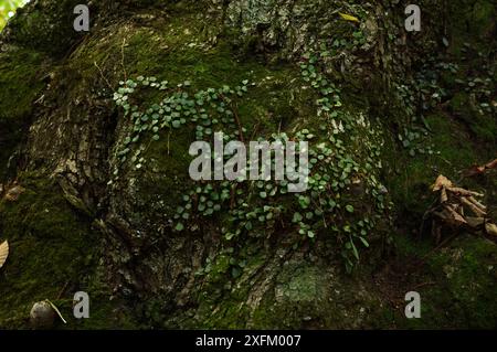 Green penny fern (lemmaphyllum microphyllum) growing on a mossy tree trunk at Nooroo Garden in the Blue Mountains of Sydney, Australia - Mt Wilson,NSW Stock Photo