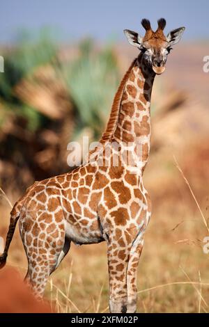 Young Rothschild's giraffe (Giraffa camelopardalis rothschildi) Murchisson Falls National Park, Uganda Stock Photo