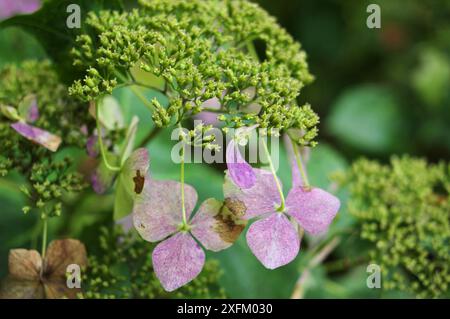 Purple oakleaf hydrangea flowers (hydrangea quercifolia) in bloom at Nooroo Gardens in the Blue Mountains of Sydney, Australia - Mount Wilson, NSW Stock Photo