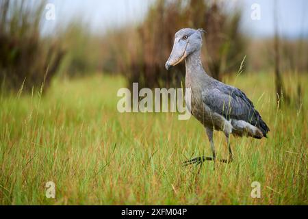 Shoebill stork (Balaeniceps rex) in the swamps of Mabamba, Lake Victoria, Uganda Stock Photo