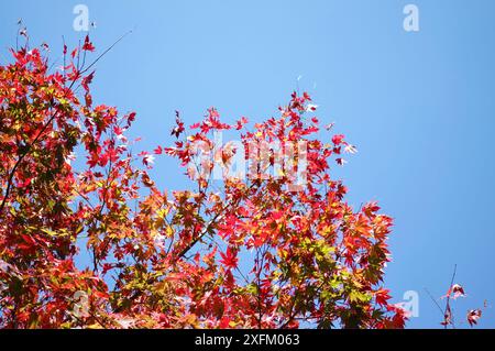 A Japanese maple tree with leaves in striking shades of red, orange, yellow at Nooroo Garden in the Blue Mountains of Sydney, Australia on a sunny day Stock Photo