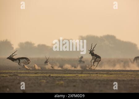 Blackbuck (Antelope cervicapra) male chasing another male from the ...