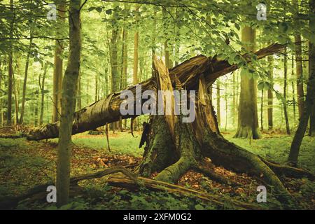 Fallen beech tree in the natural forest in Scharbeutz, Schleswig-Holstein, Germany Stock Photo