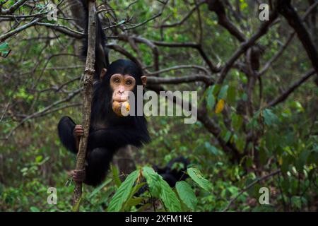 Eastern chimpanzee (Pan troglodytes schweinfurtheii) infant male 'Fifty' aged 2 years playing in a tree with a dried up fruit. Gombe National Park, Tanzania. October 2012. Stock Photo