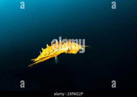 Freshwater isopod (Acanthogammarus victorii), Lake Baikal, Siberia, Russia. Stock Photo