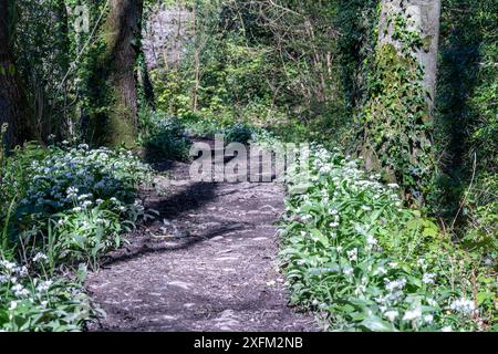 Looking Along the Old Tow Path Footpath, Beside Historic Rolle Canal and Towards the Old Roving Bridge. Torrington Commons, Great Torrington, Devon Stock Photo